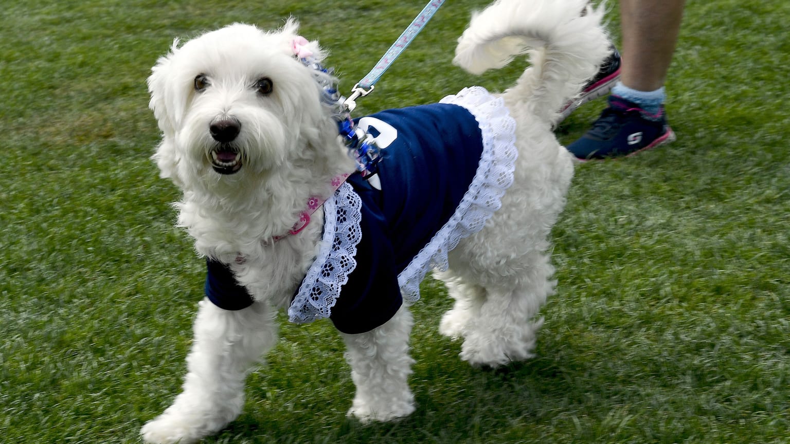 San Diego Padres Dog Pet Premium Baseball Jersey