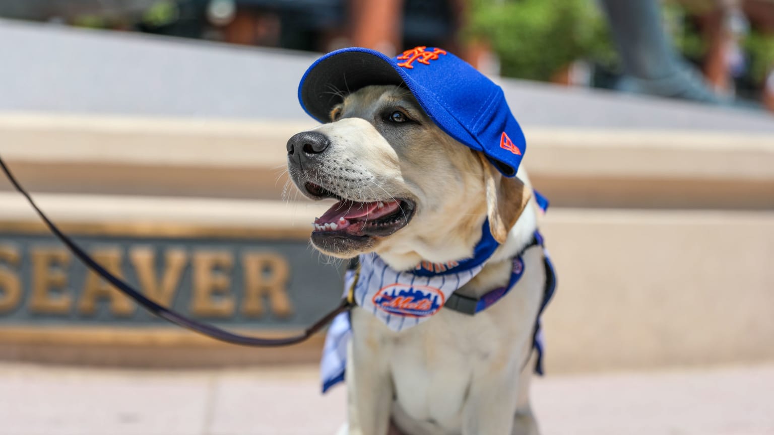 Mets dog  off the leash