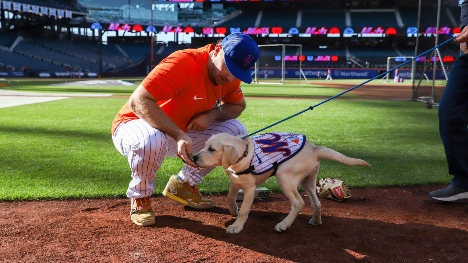 Amazin' Mets Foundation Mets Vet Dog | New York Mets