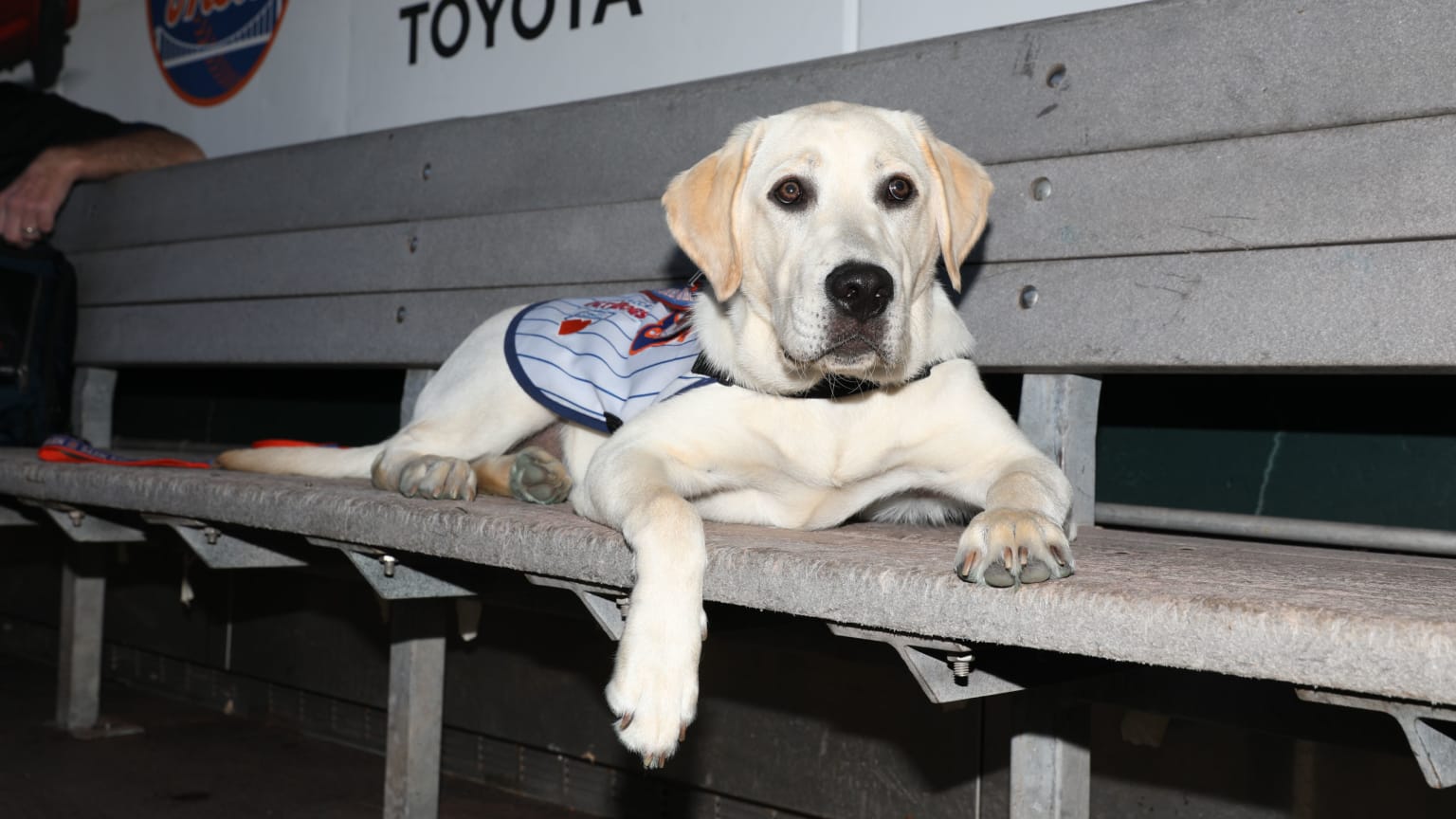 Help name the Mets' new service puppy in training