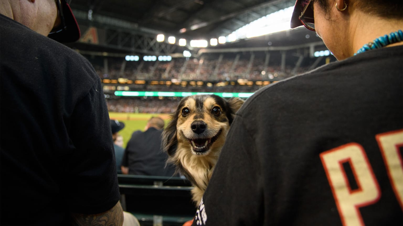 Bark in the Park 2016 at Chase Field in Phoenix