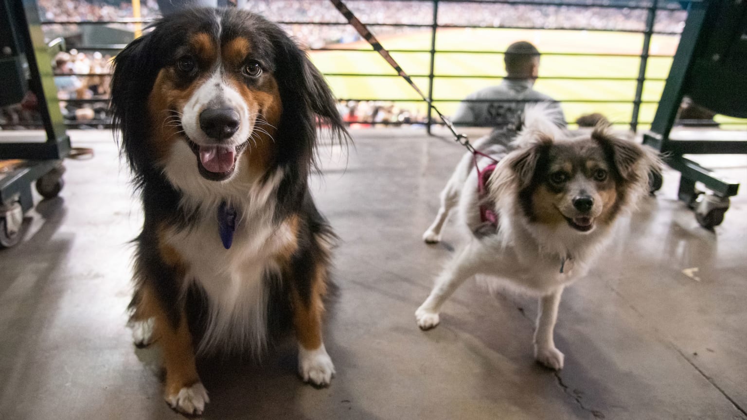 Rockies Fans Bring Furry Friends For Annual 'Bark At The Park