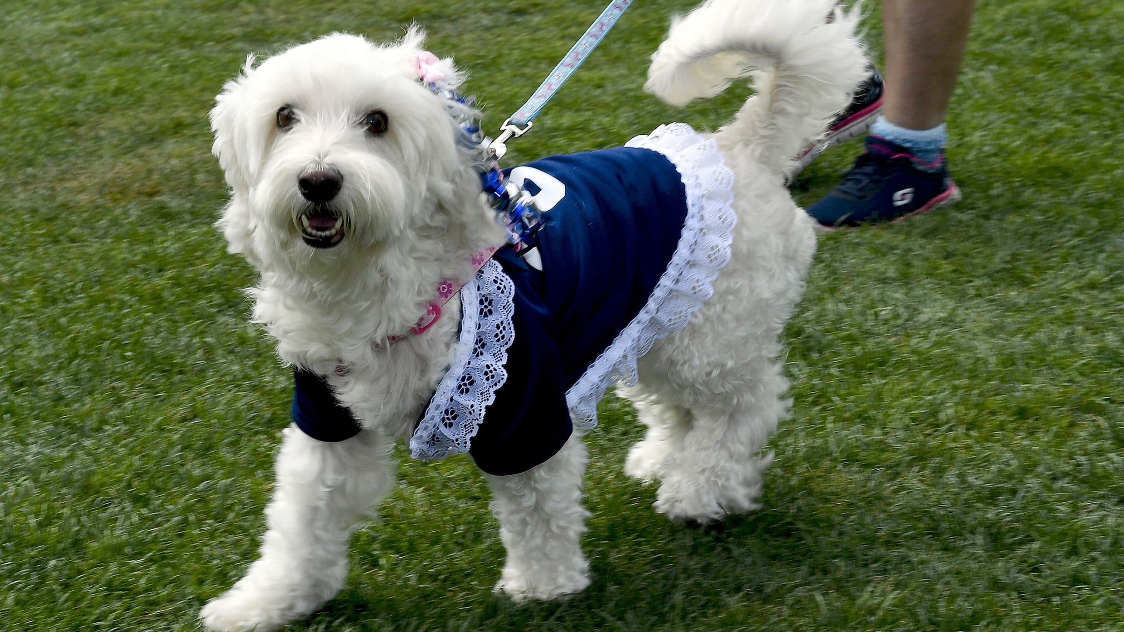 San Diego Padres MLB Pet Dog Jersey LARGE