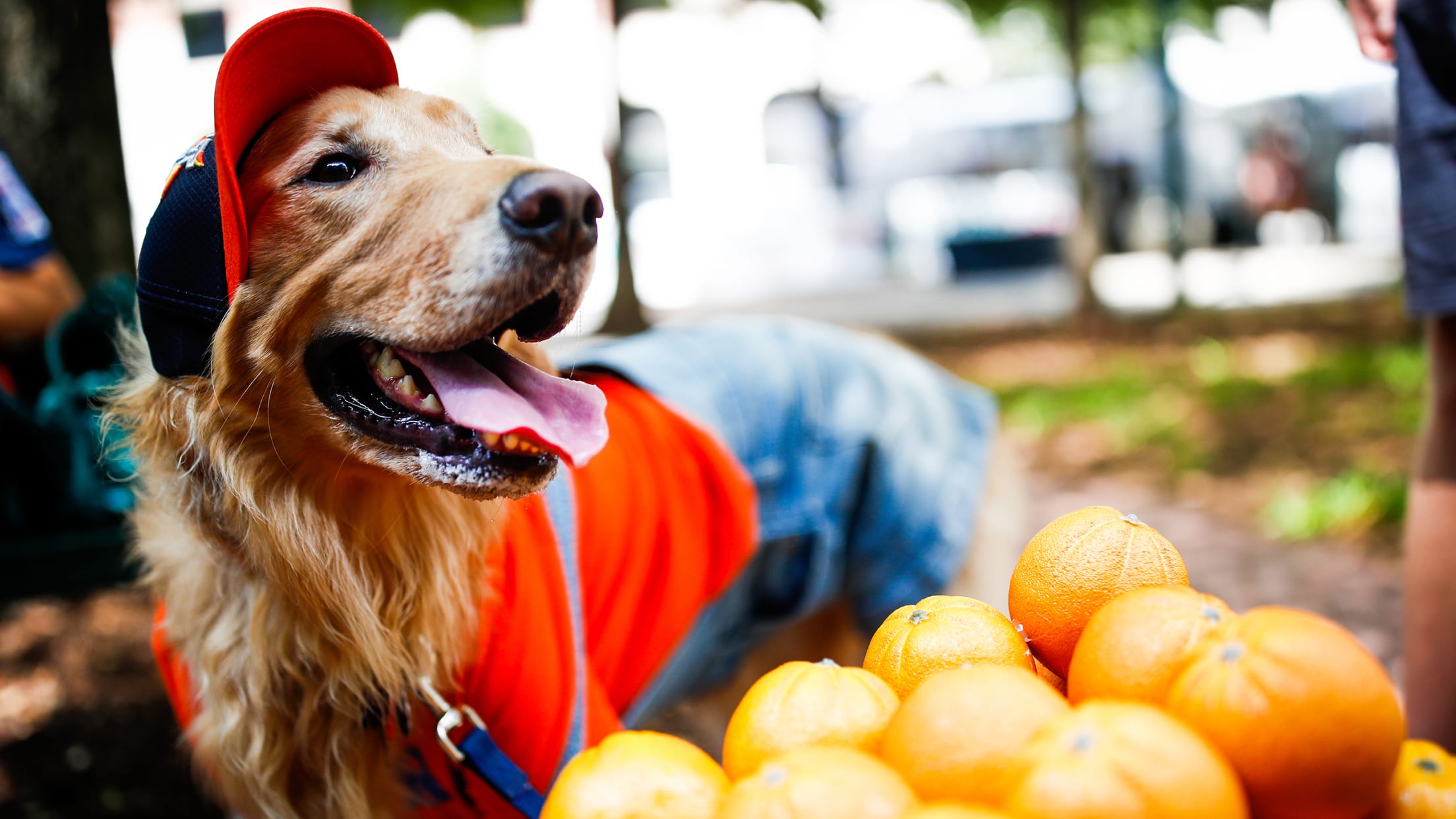 houston astros dog