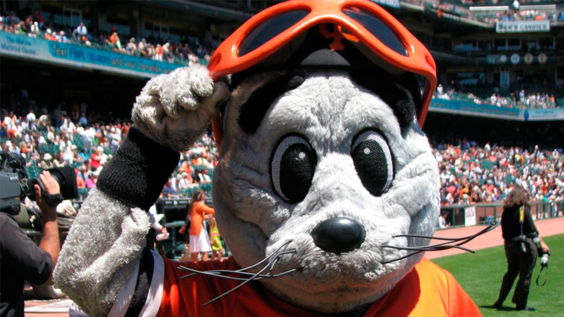 San Francisco, CA: San Francisco Giants mascot Lou Seal looks on