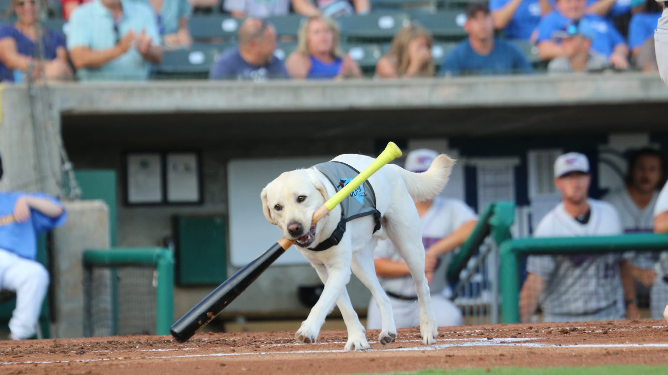 Sign for the Myrtle Beach Pelicans Stadium. The class A minor league team  is an affiliate of the Chicago Cubs Stock Photo - Alamy