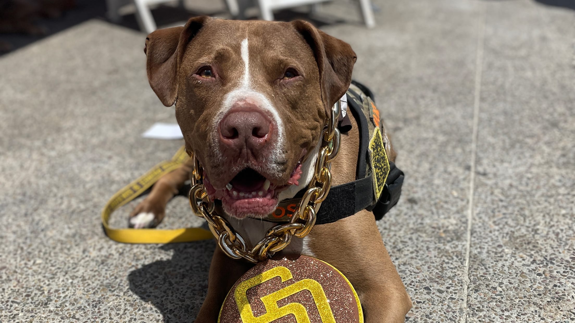 San Diego Padres on X: This squad right here > literally any other  squad 🥺 You can't have #NationalDogDay without some Paw Squad pics 💛🐶🤎   / X