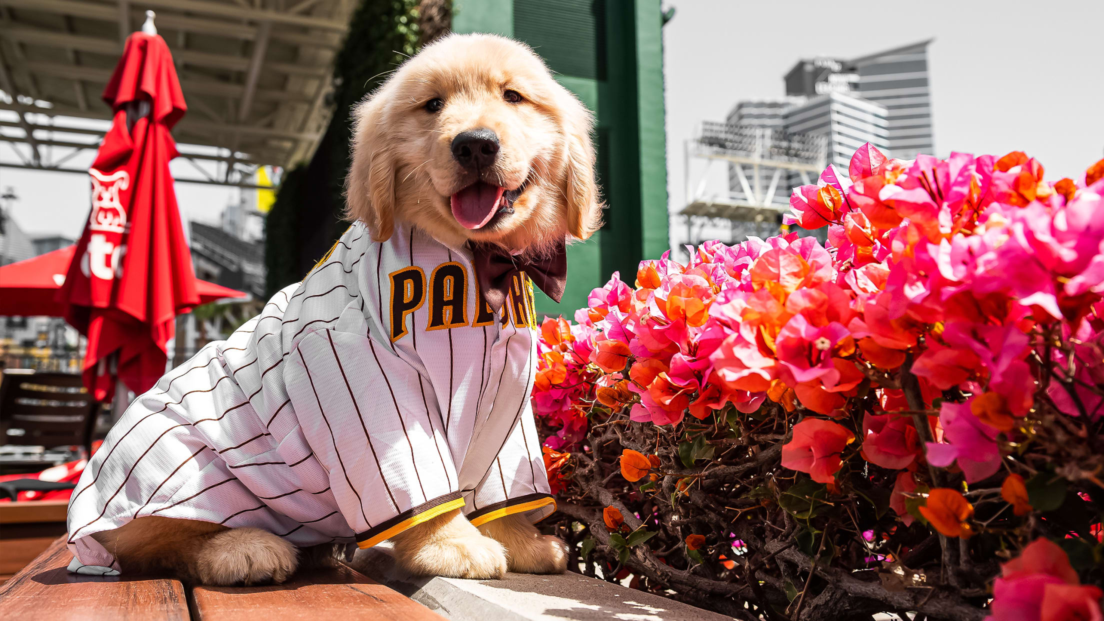 San Diego Padres MLB Dog Jersey