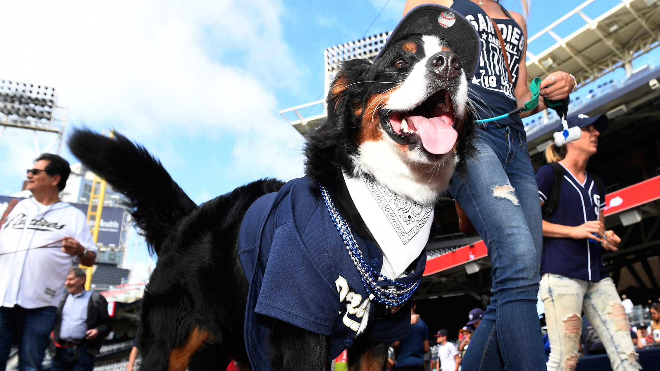 Bark at the Park Offers Tail-Wagging Fun at Petco Park – NBC 7 San
