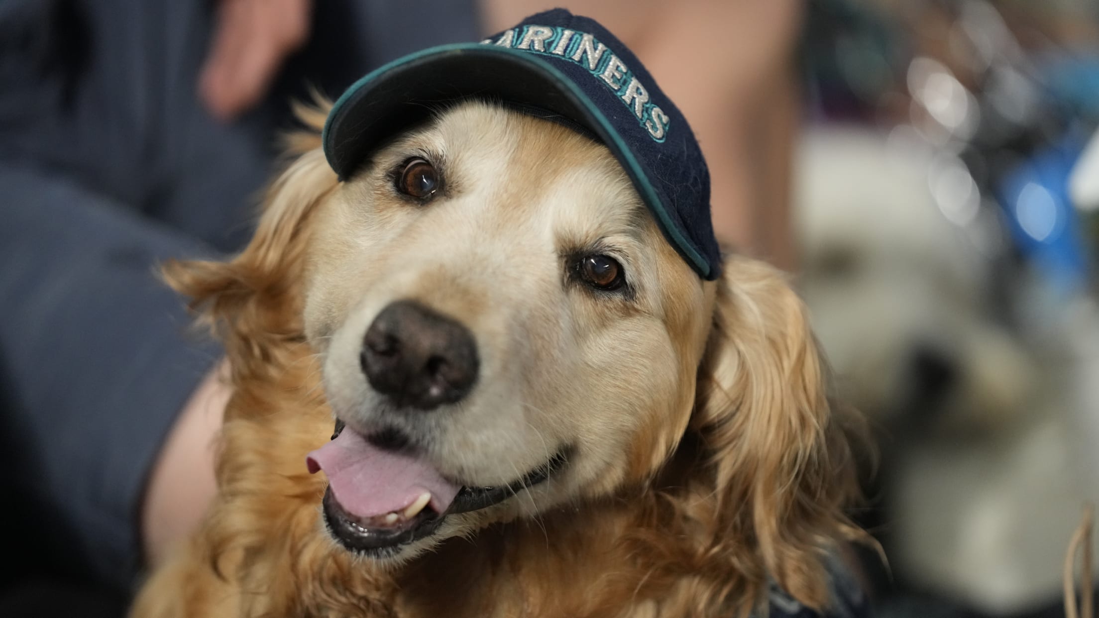 Photos: Puppies steal the show at Mariners' Bark at the Park