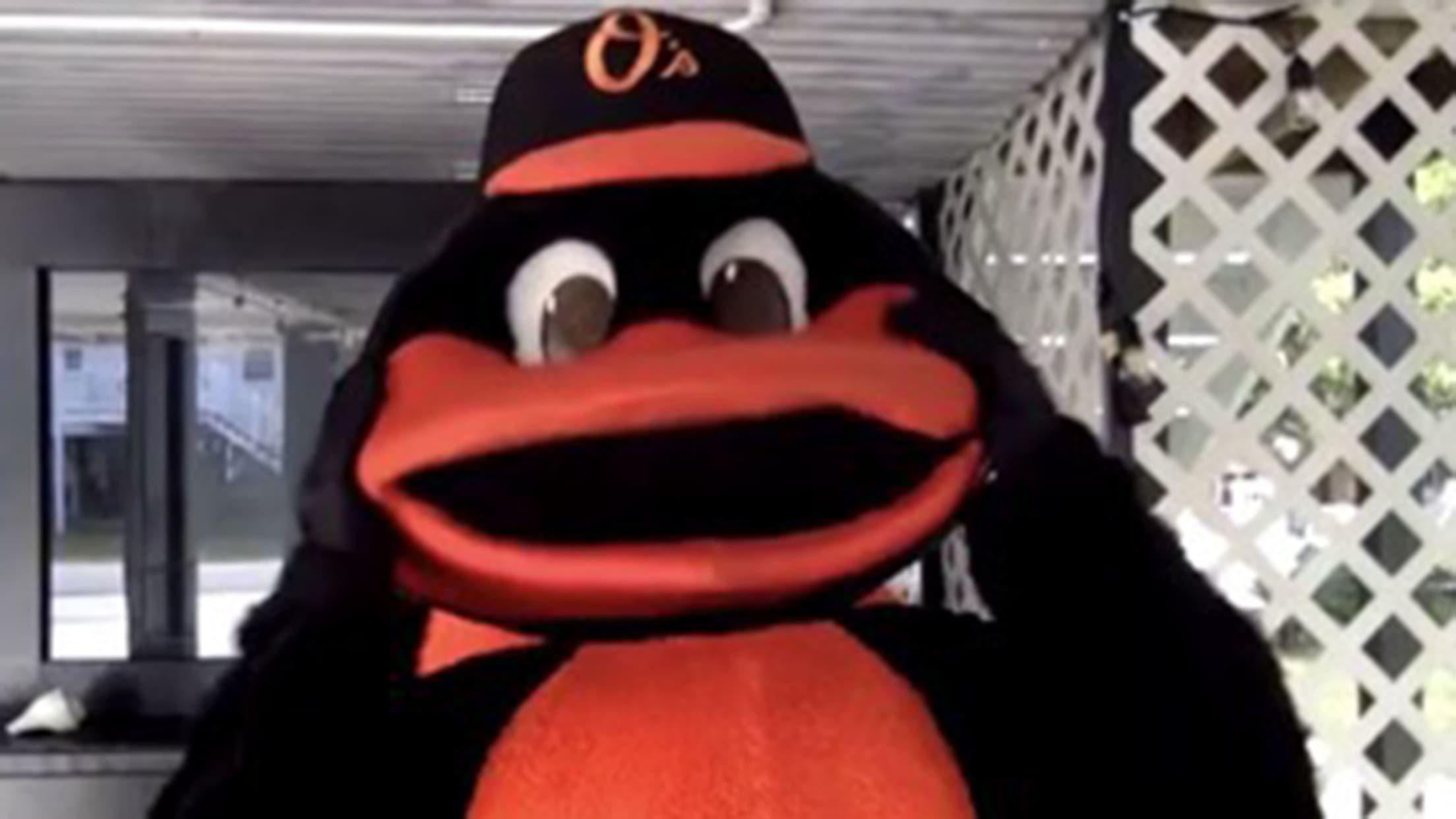 bal-the-bird-is-back-009