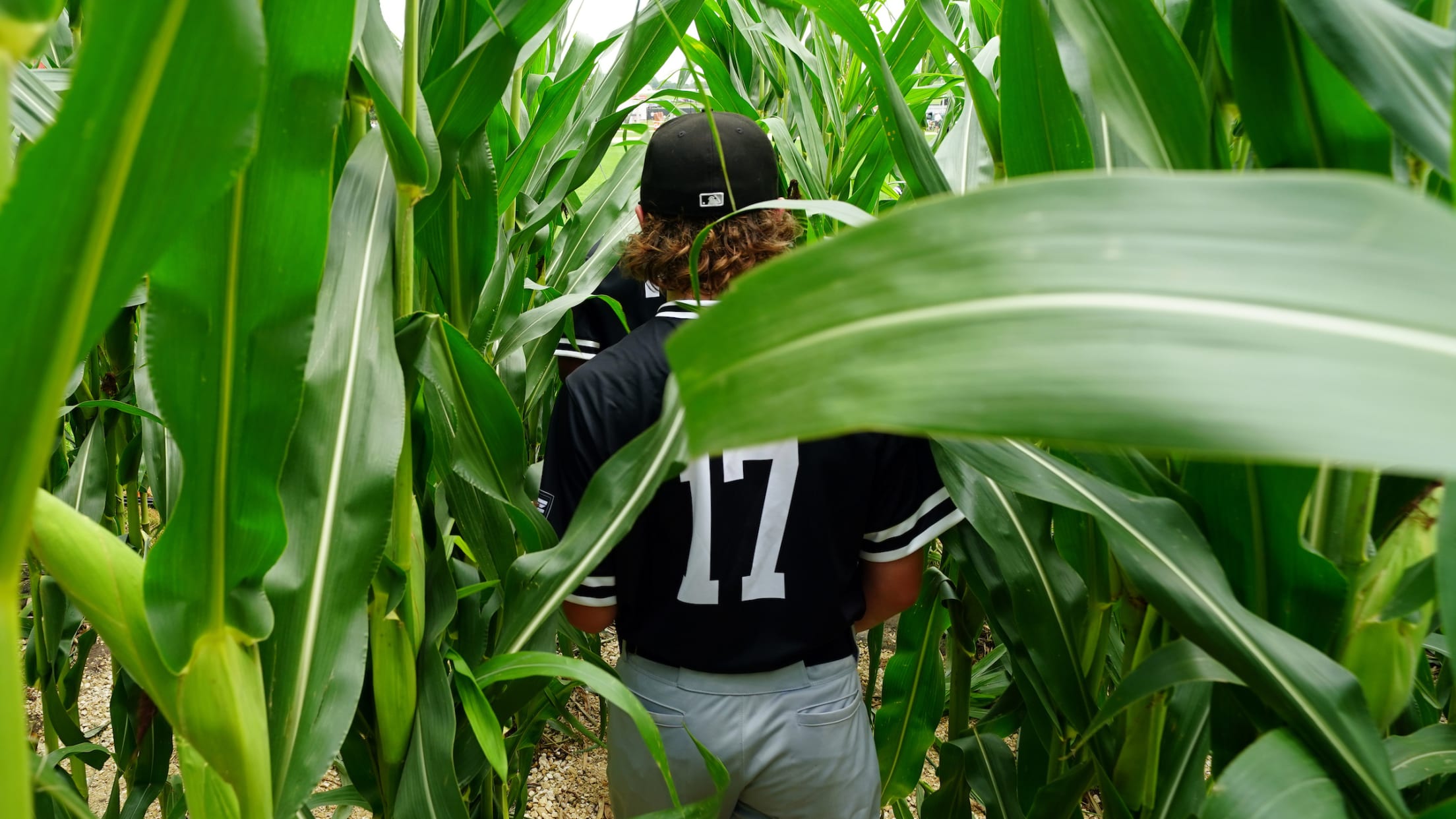 2568x1444 Field of Dreams cornfield player 20210811