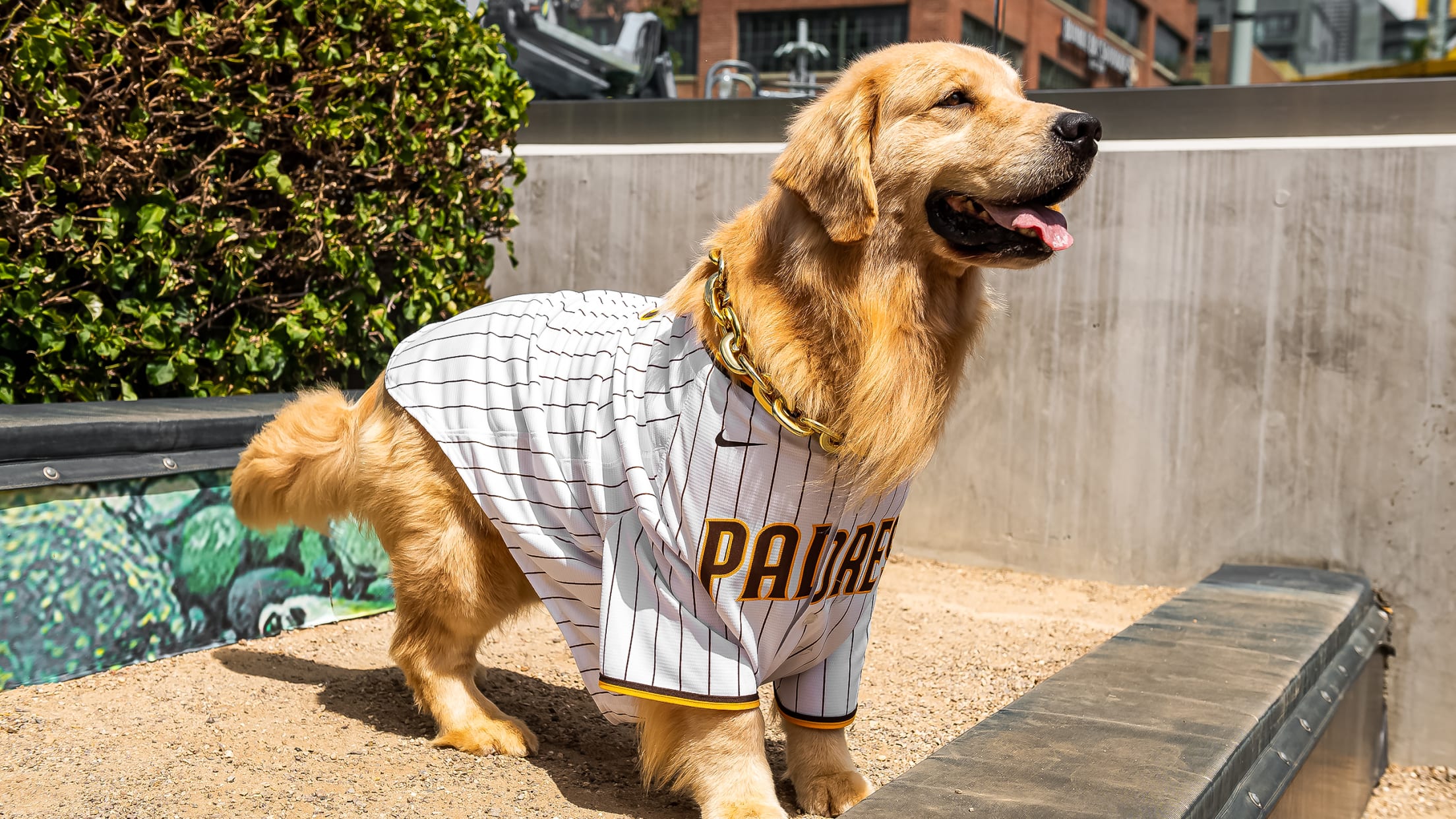 San Diego Padres Pet T-Shirt - Large