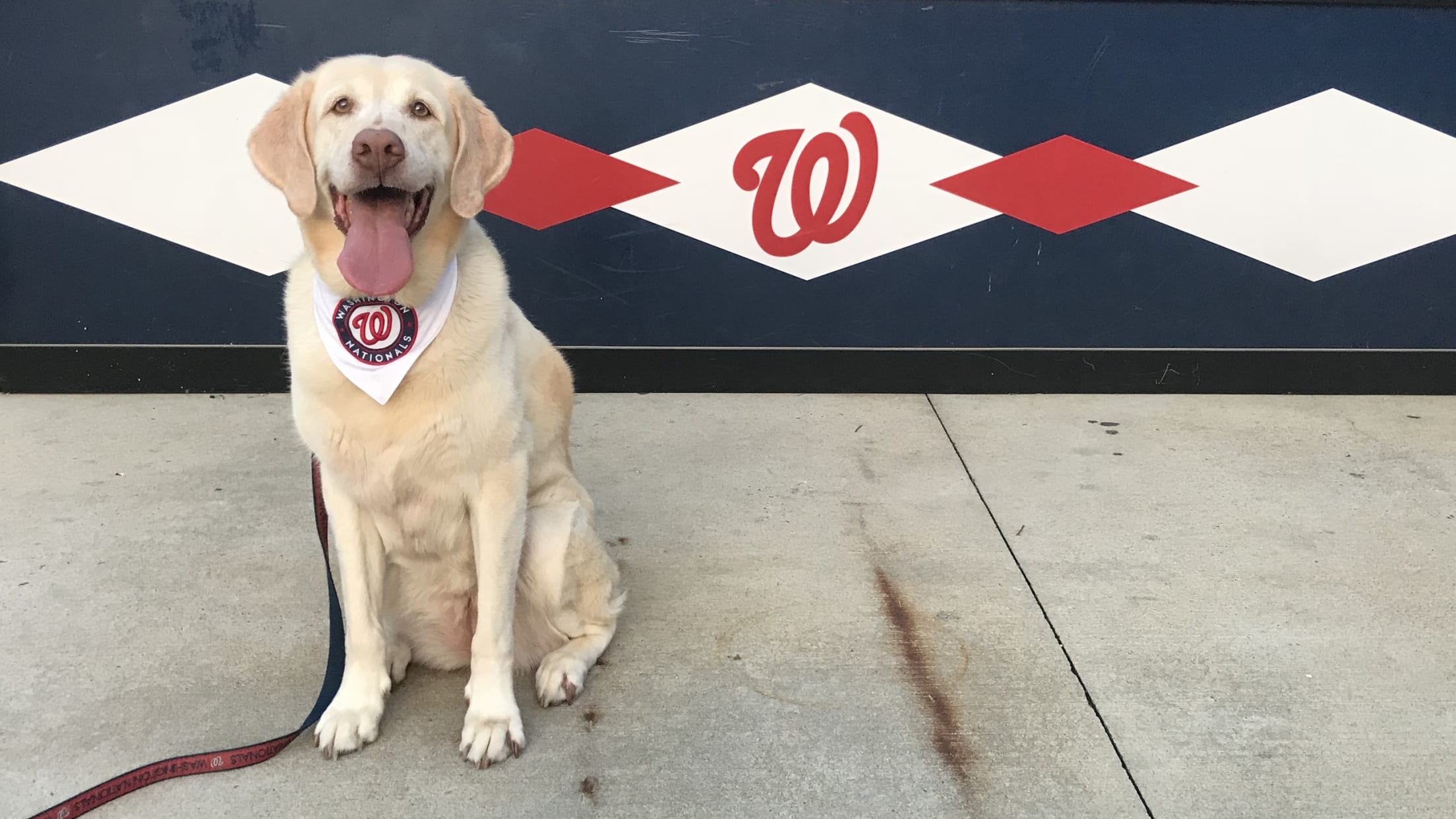 Official Washington Nationals Pet Gear, Nationals Collars, Leashes