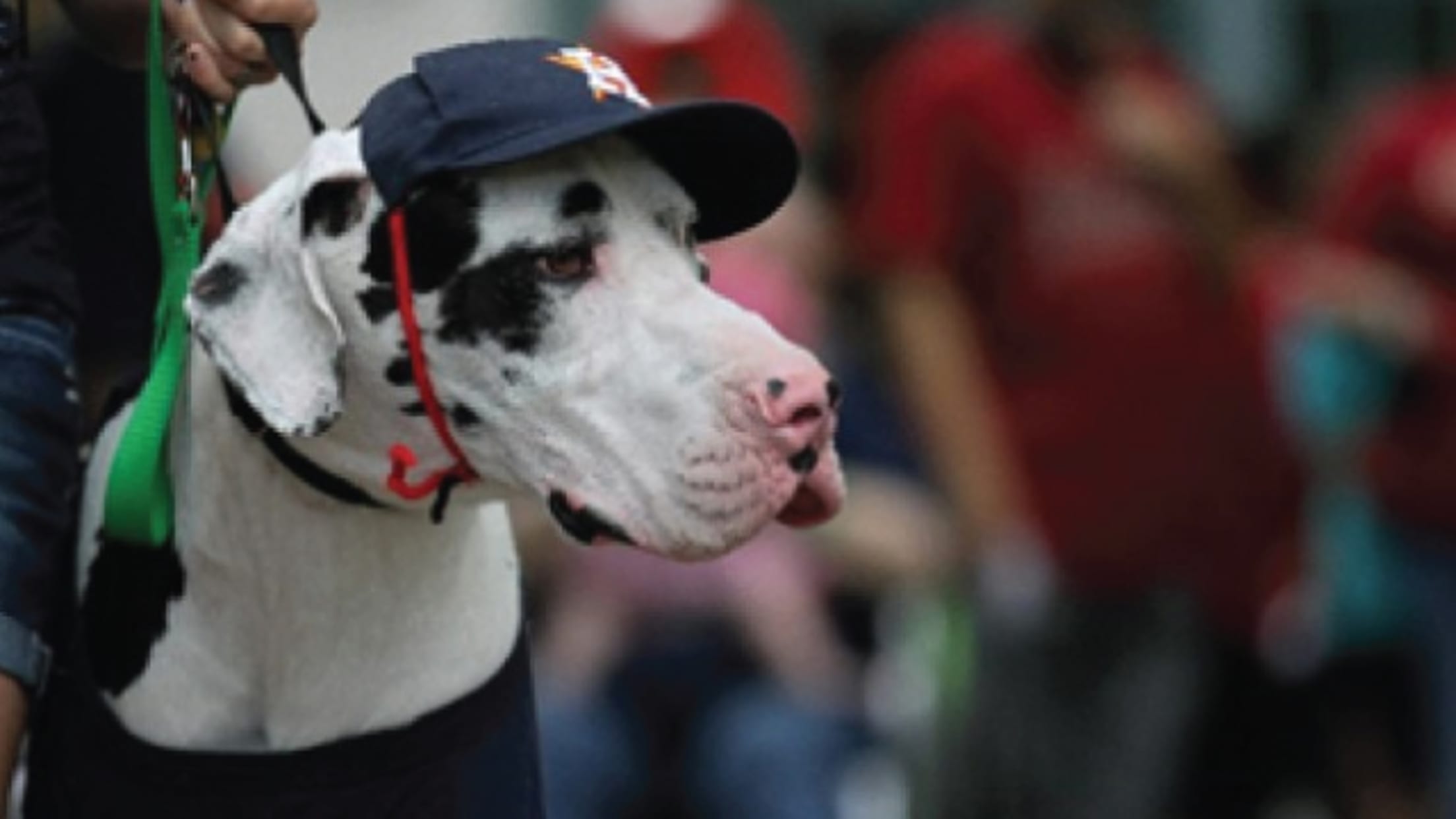 astros pride night｜TikTok Search