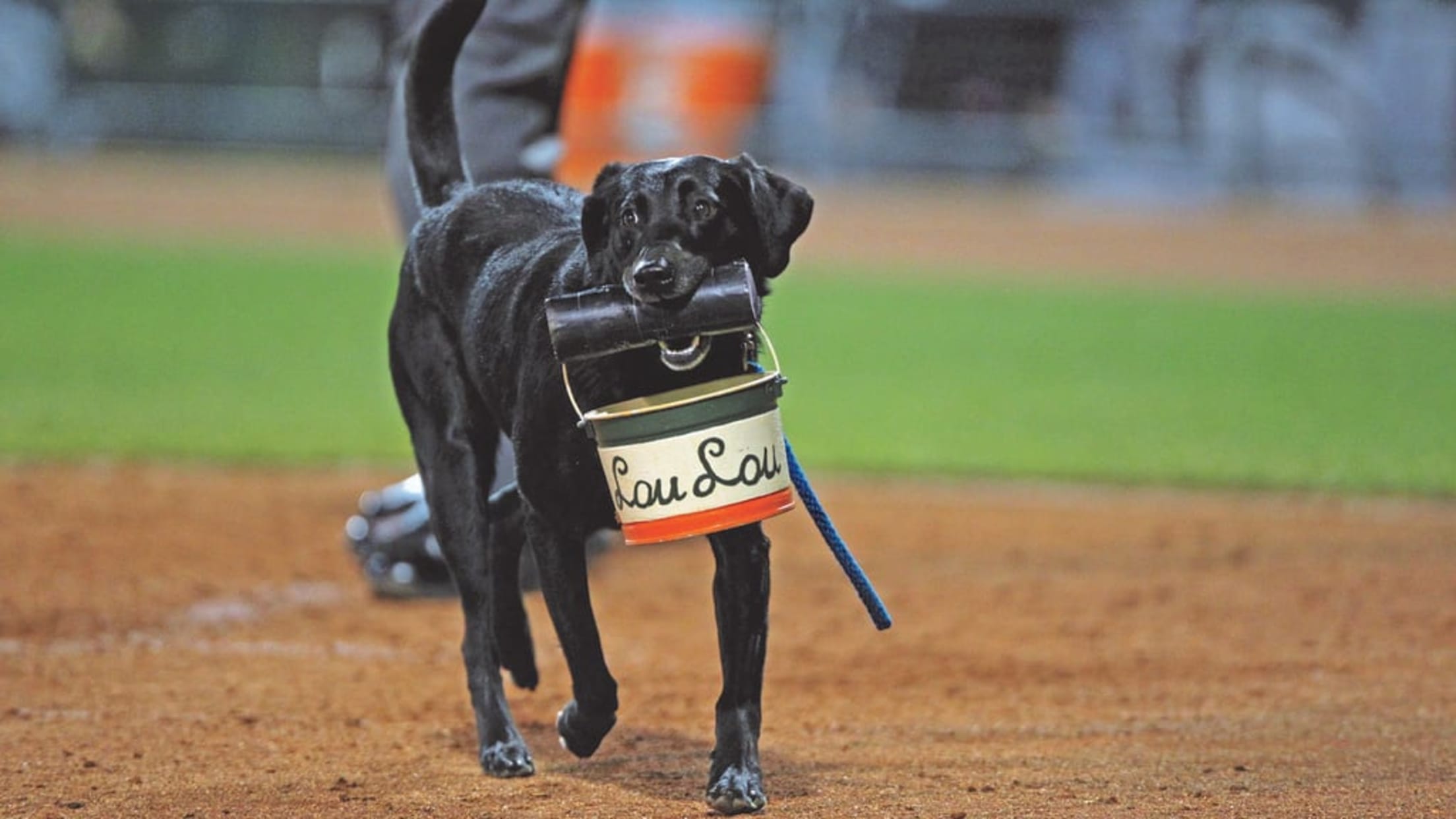 All Star Dogs: Kannapolis Canon Ballers Pet Products