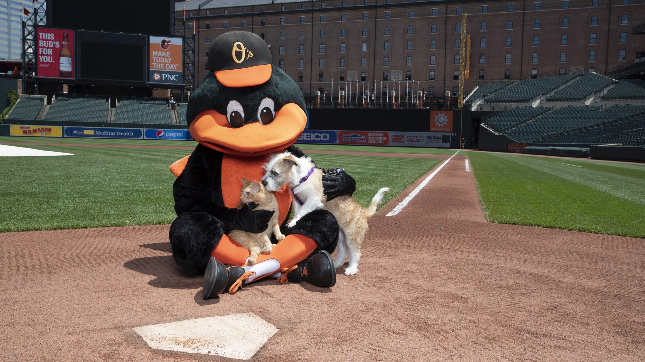 ICYMI: Baltimore Orioles Mascot is a Hall of Famer