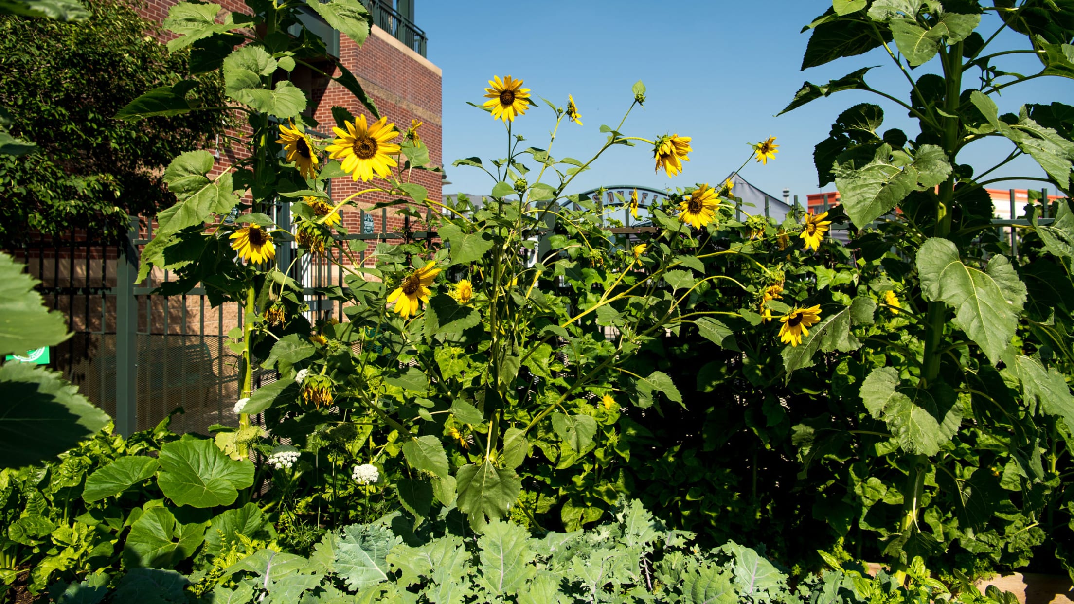 Coors Field Columbines - Colorado Hardscapes