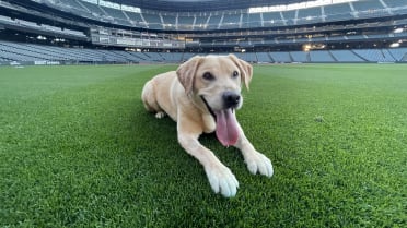 Meet the dog who went viral at Safeco Field