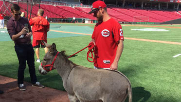 Joey Votto and the Big Donkey - Red Reporter