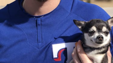 Finally, a baseball jersey with a big chihuahua face on it 