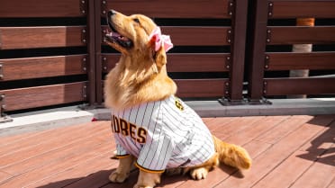 San Diego Padres: Meet the 2022 Paw Squad of Sunny, Diego and Rookie