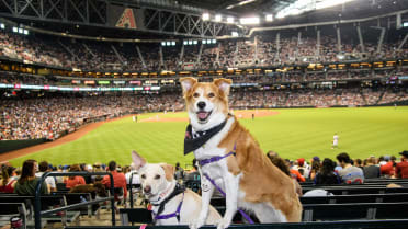 Arizona Diamondbacks Pet Gear