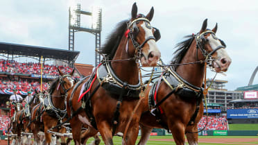 Budweiser Clydesdale Horses Born Last Month to Host Super Bowl Party