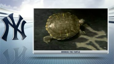 Pet turtle Bronxie is Yanks' good luck charm