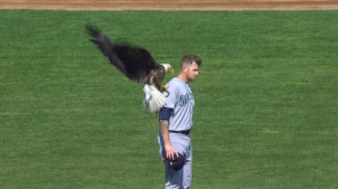 Bald eagle roughs up Mariners pitcher James Paxton at Twins MLB game