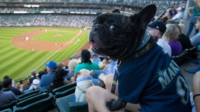 The Dog Days of Summer: Man's best friend(s) take in a Phillies game, lives  to tell about it