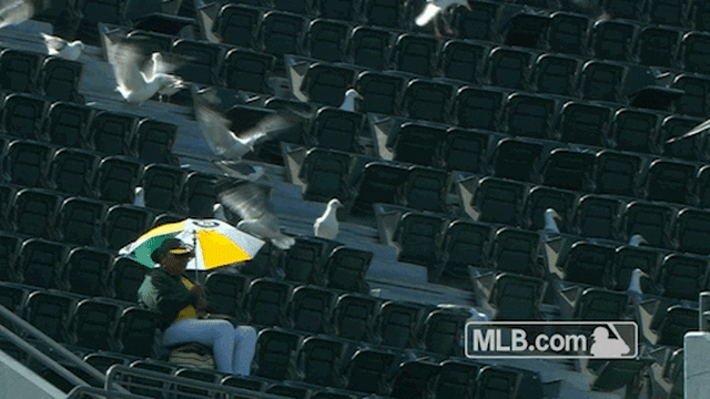 A's fan gets surrounded by seagulls at A's game