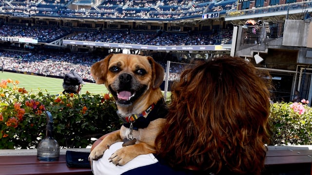 can you bring a puppy to petco