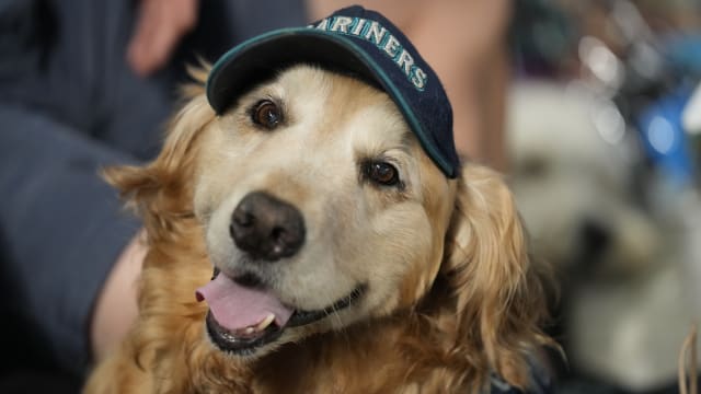 Mariners latest Bark in the Park event includes dogs available for adoption  (and belly rubs)