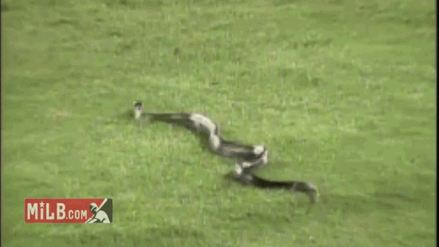 Snake interrupts Minor League game