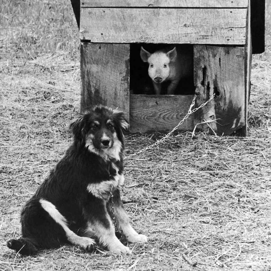 Not the actual doghouse from Boundary Field