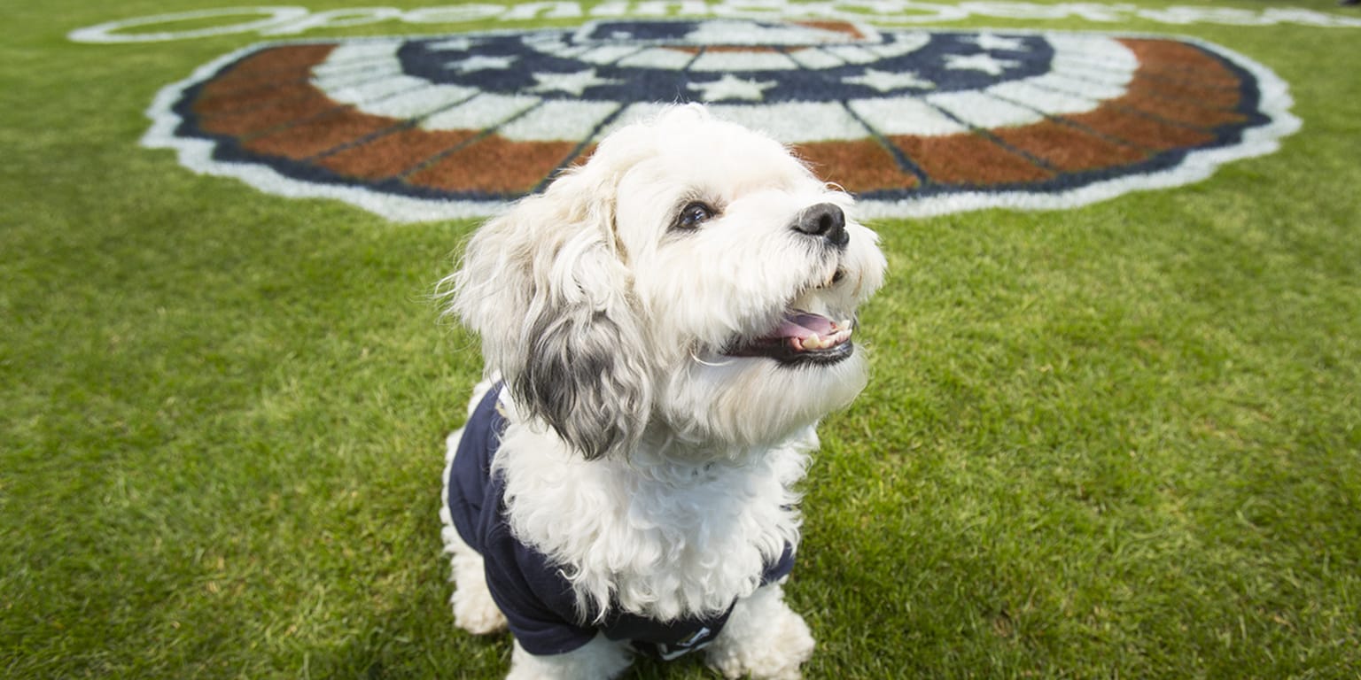 Hank the Brewers' dog makes Miller Park appearance 