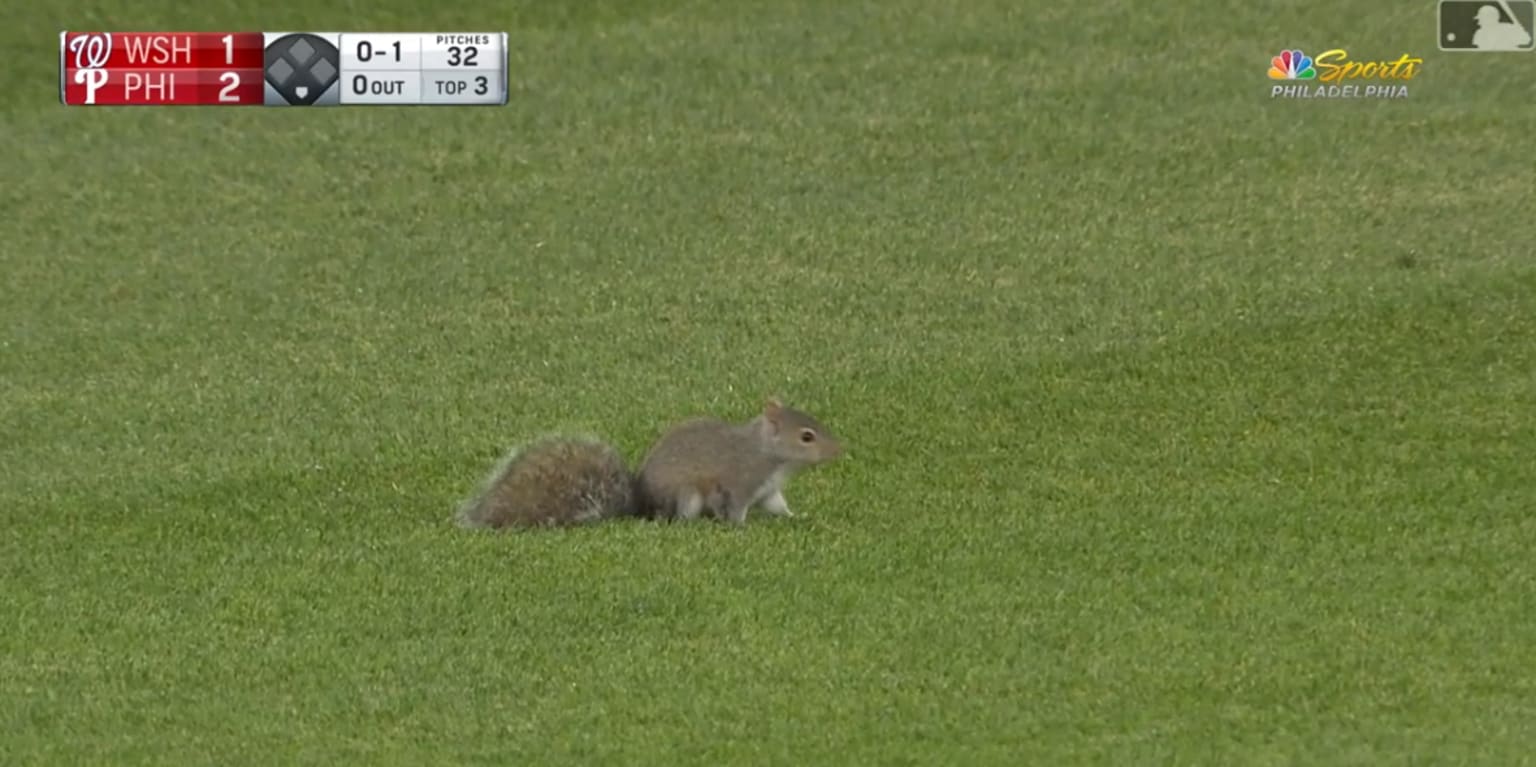 Yankees fans go nuts as squirrel scurries along fence