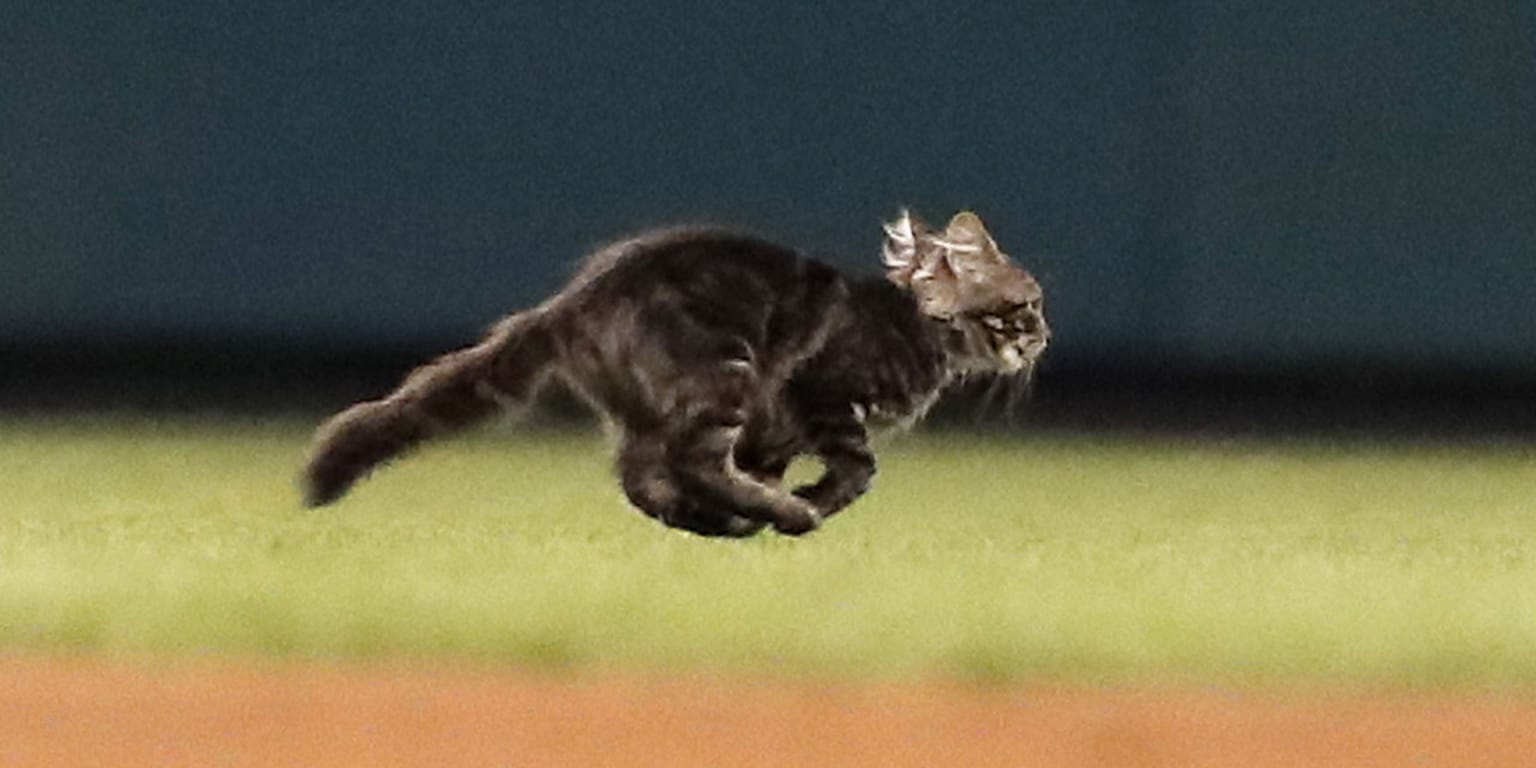 I'm ready for opening day, the cat? Not so much : r/tampabayrays