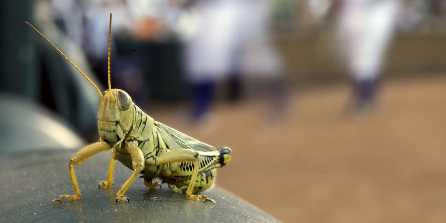 Astros players tried toasted grasshoppers while visiting the Mariners 