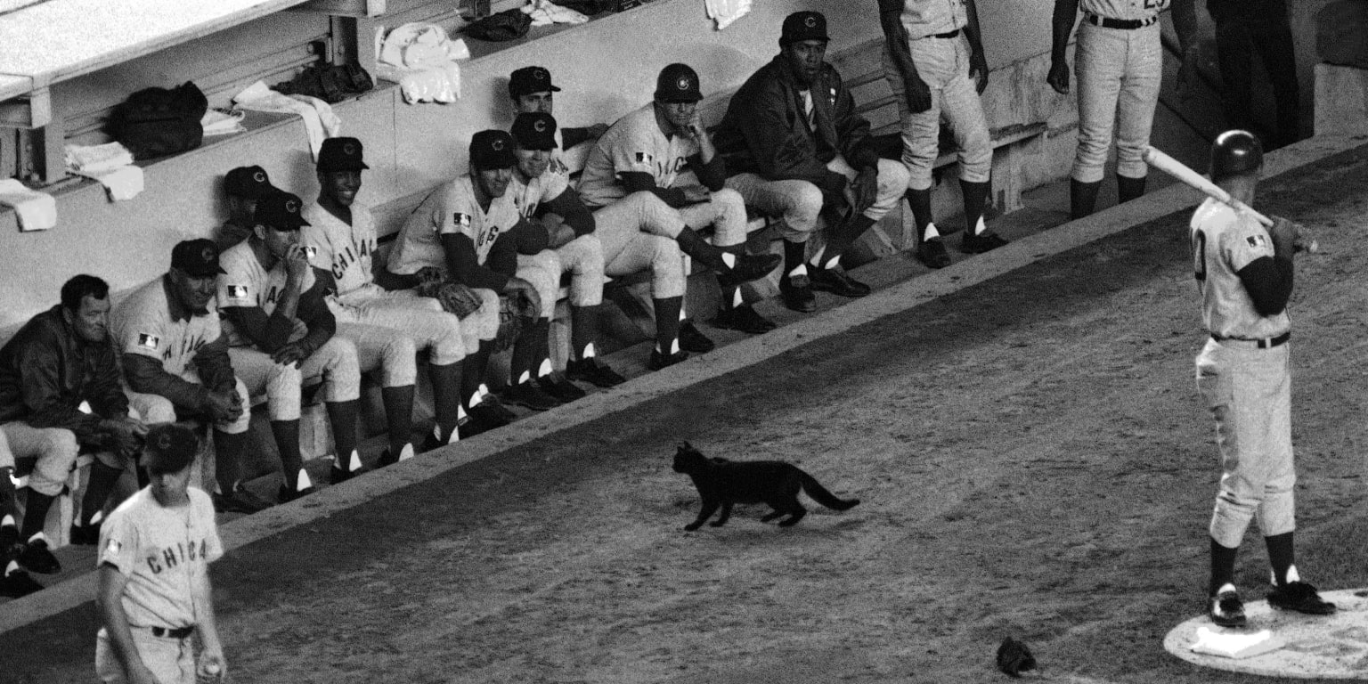 5 animals that changed the course of baseball history 