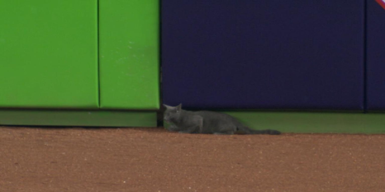 Cat Crashes Miami Marlins Baseball Game, Becomes Rally Cat