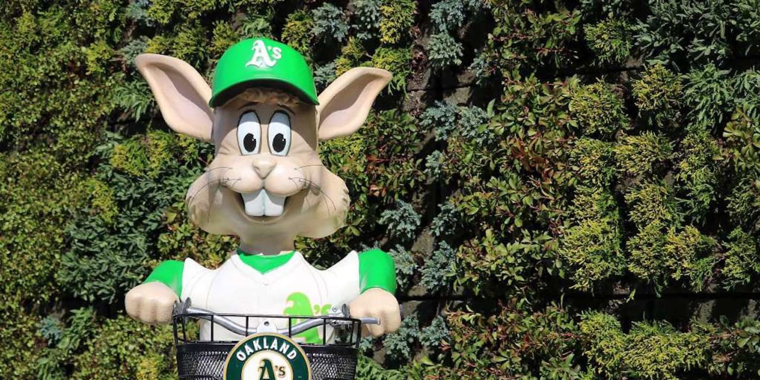 The A's are bringing back Harvey the Rabbit, one of the wackiest ballpark  quirks of all-time