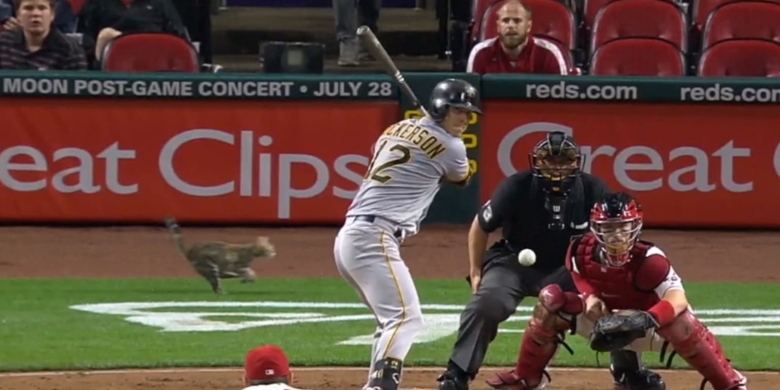 A Cat Ran Behind Home Plate During A Pitch At The Reds Game, Then 