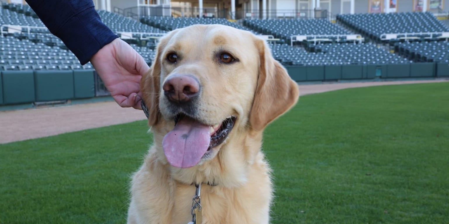 brooks dog leash