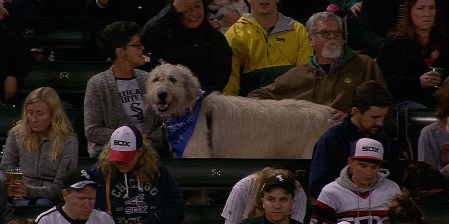 White Sox Dog 