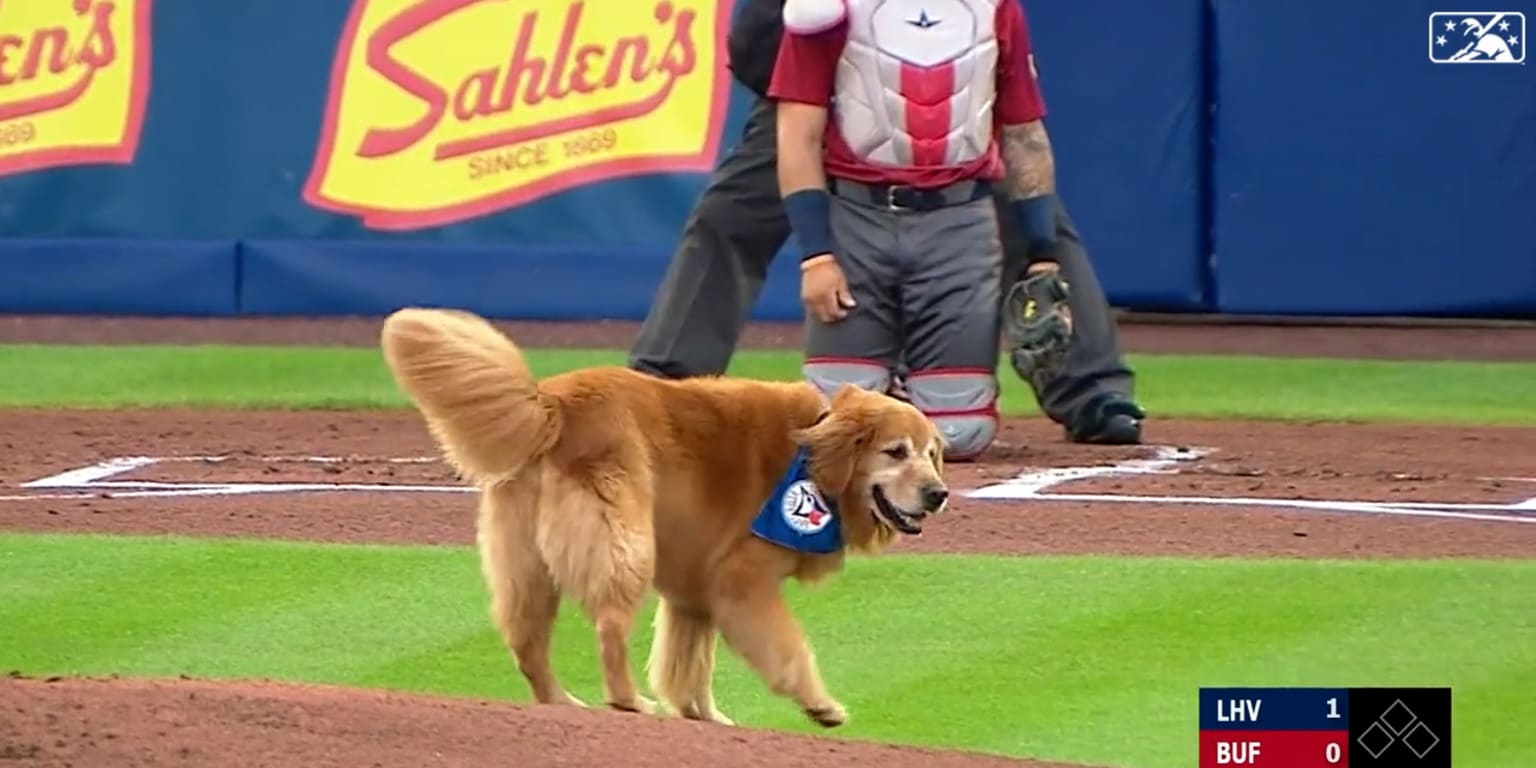 Mascot dog makes mound visit in Minor League game