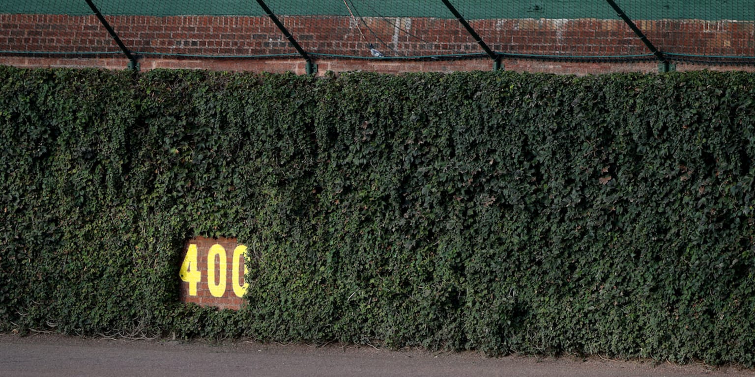Why are Wrigley Field's outfield walls covered in ivy?