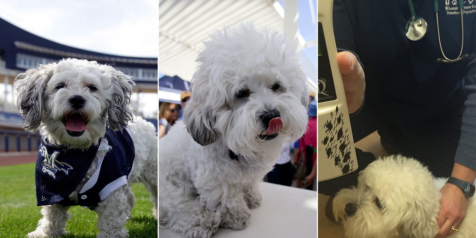 Photos: Milwaukee Brewers' Hank the Dog
