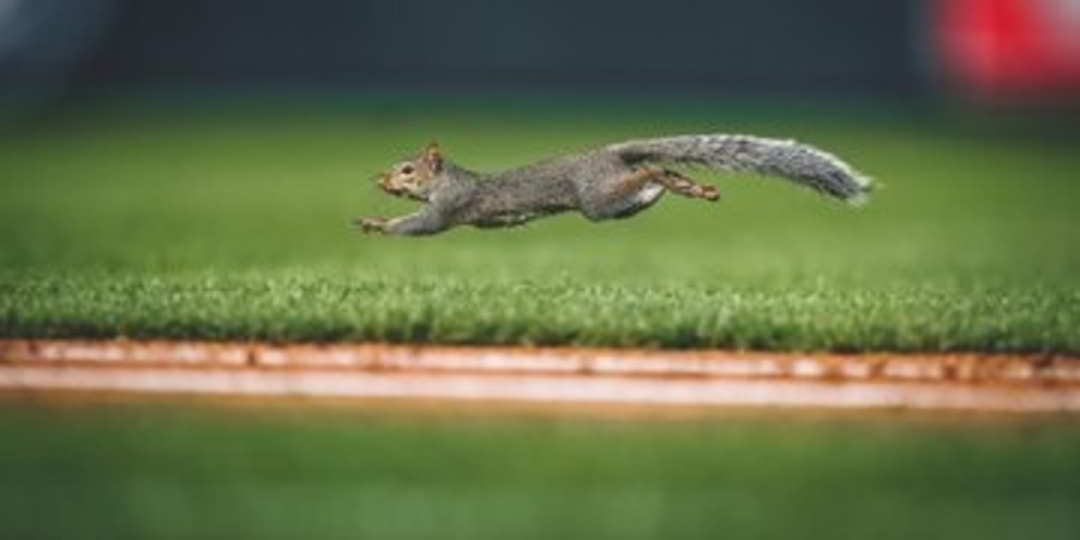 Pin on Rally Squirrels Run Baseball Heaven